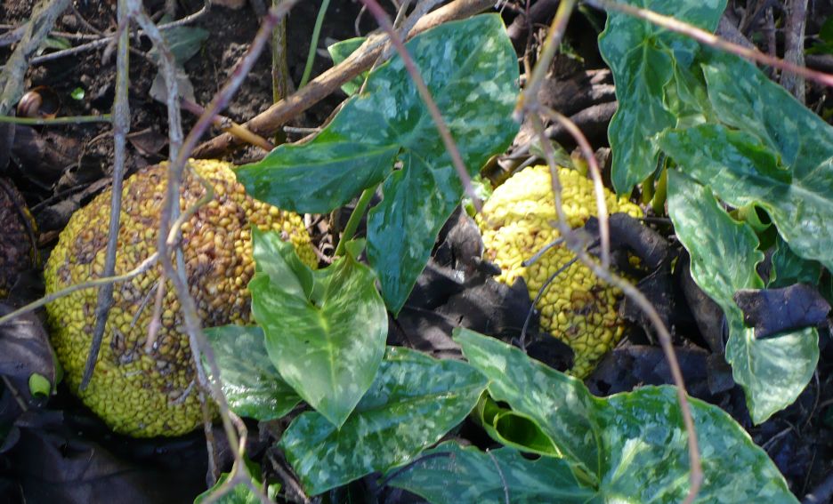 Arum italicum subsp. italicum / Gigaro chiaro