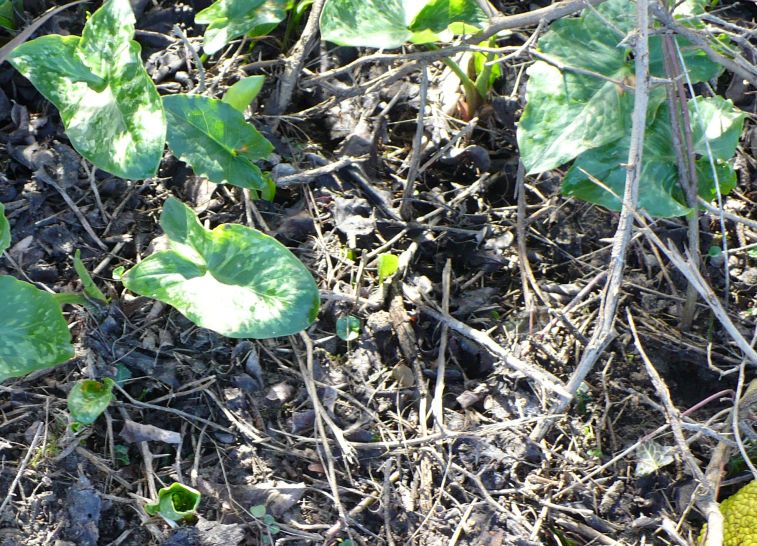 Arum italicum subsp. italicum / Gigaro chiaro
