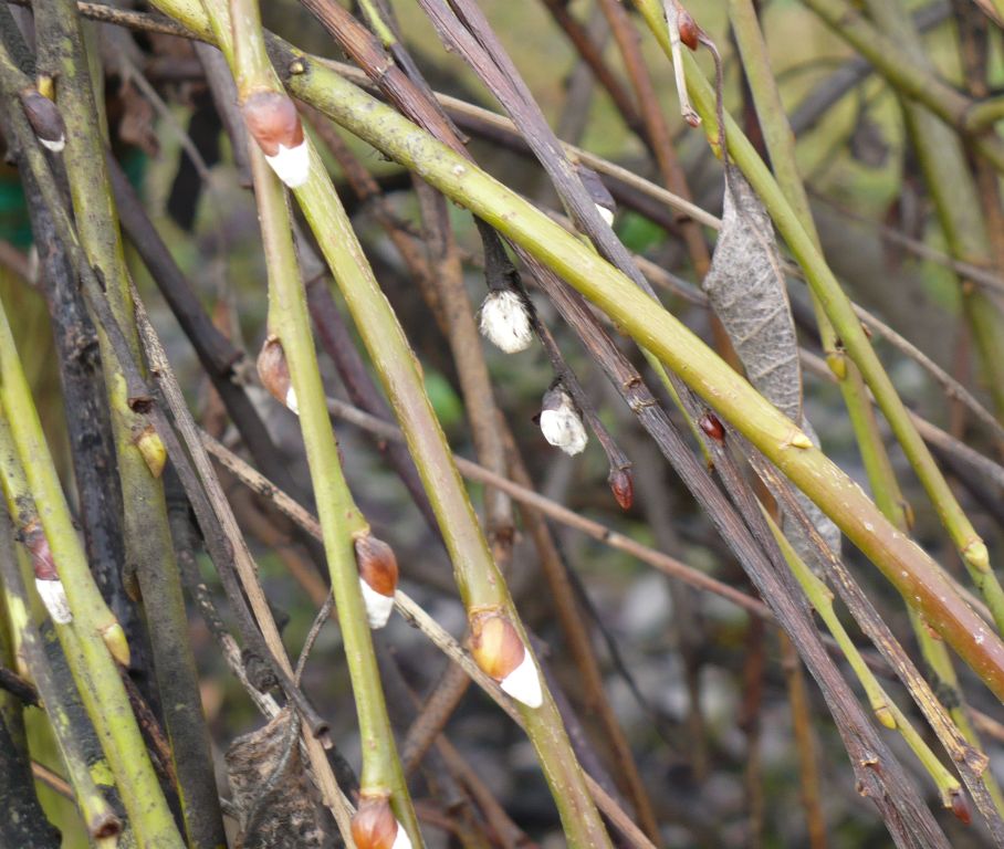 Salix caprea kilmarnock