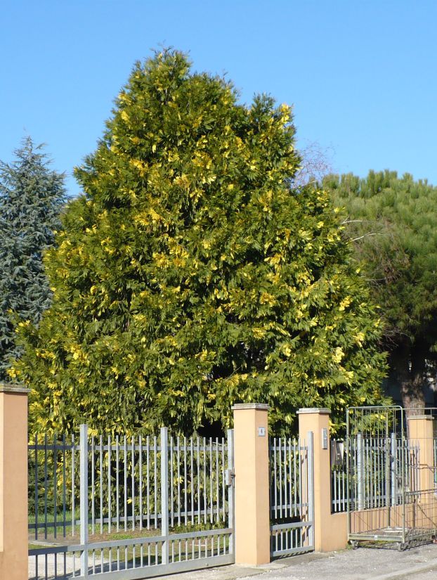 Chamaecyparis lawsoniana / Cipresso di Lawson