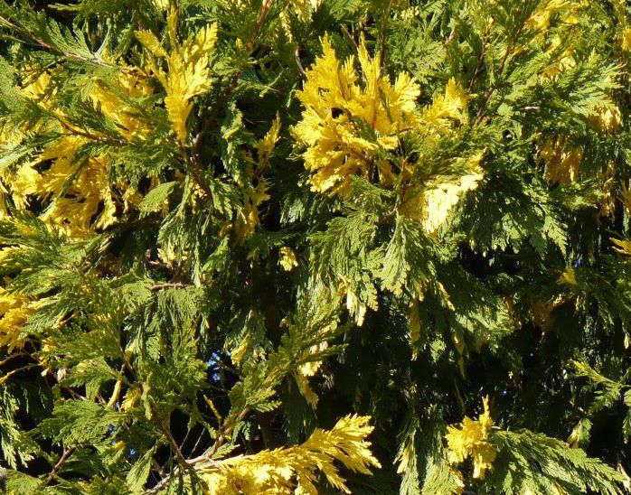 Chamaecyparis lawsoniana / Cipresso di Lawson