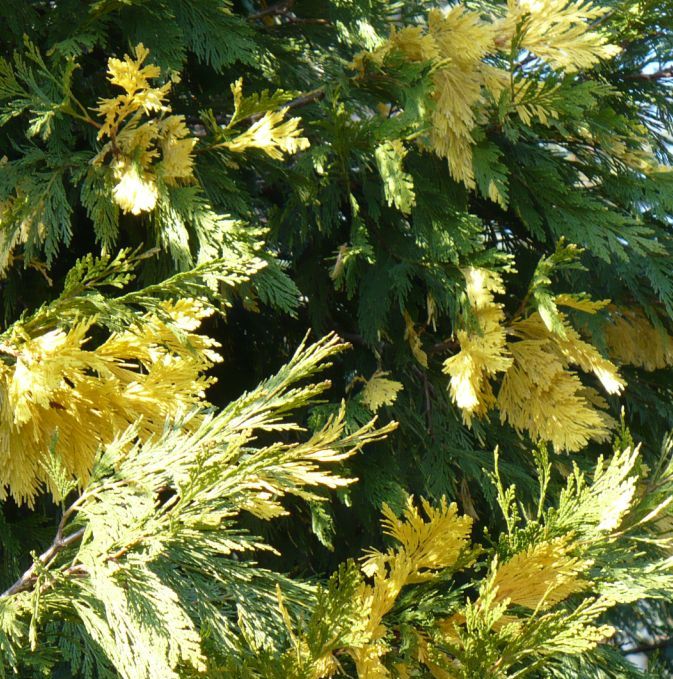 Chamaecyparis lawsoniana / Cipresso di Lawson
