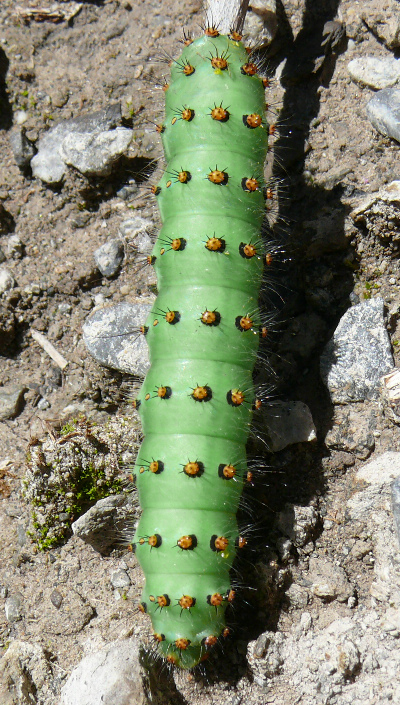 Bruco di Saturnia pavoniella
