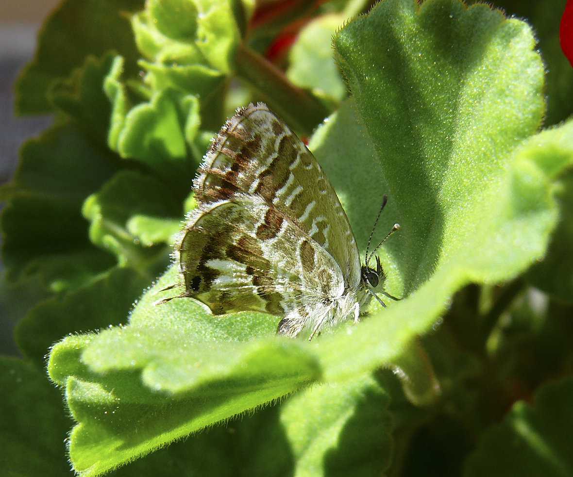 piccola Cacyreus marshalli