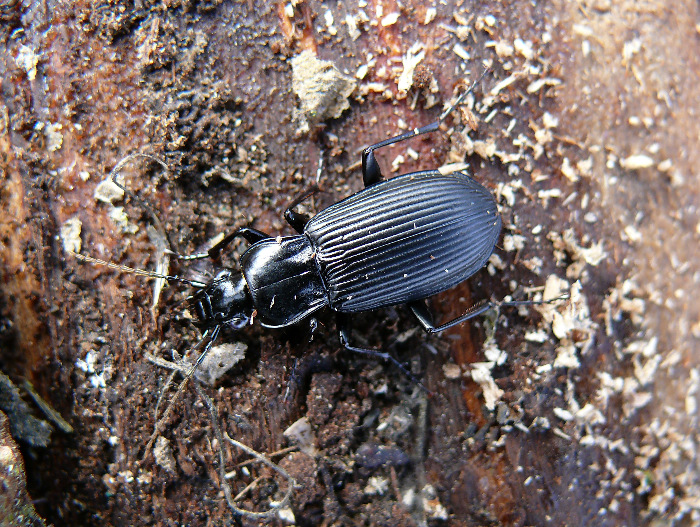 carabide