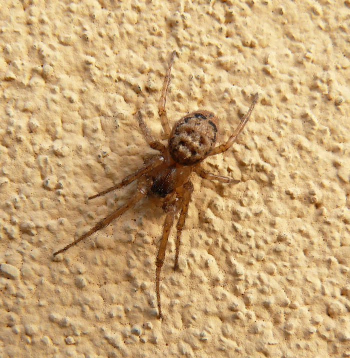 Zygiella Comacchiese