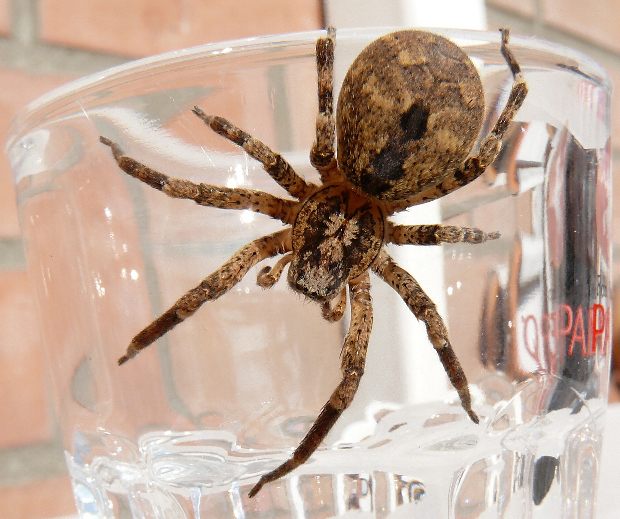 Zoropsis spinimana