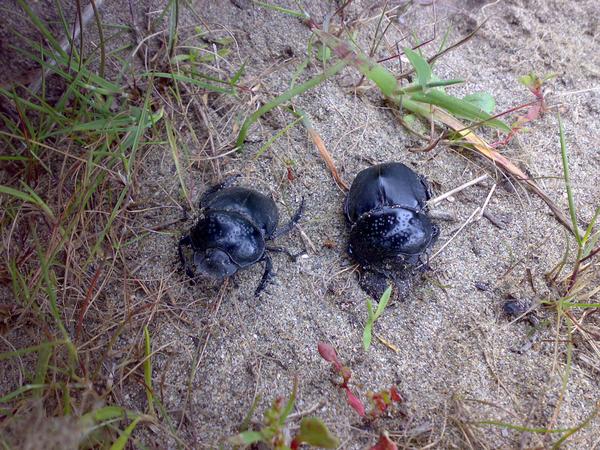 Richiesta identificazione scarabei sardi