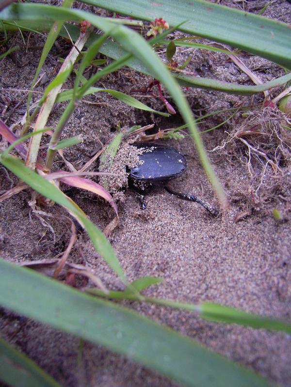 Richiesta identificazione scarabei sardi