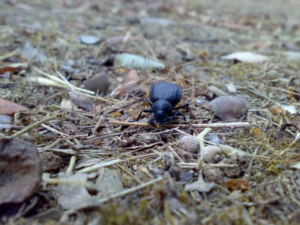 Identificazione Pimelia della Sardegna