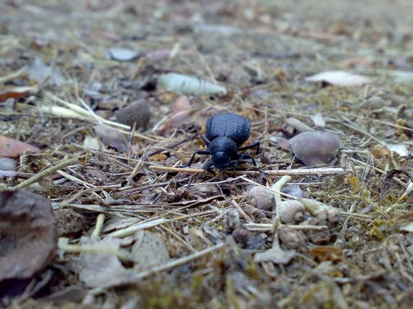 Identificazione Pimelia della Sardegna