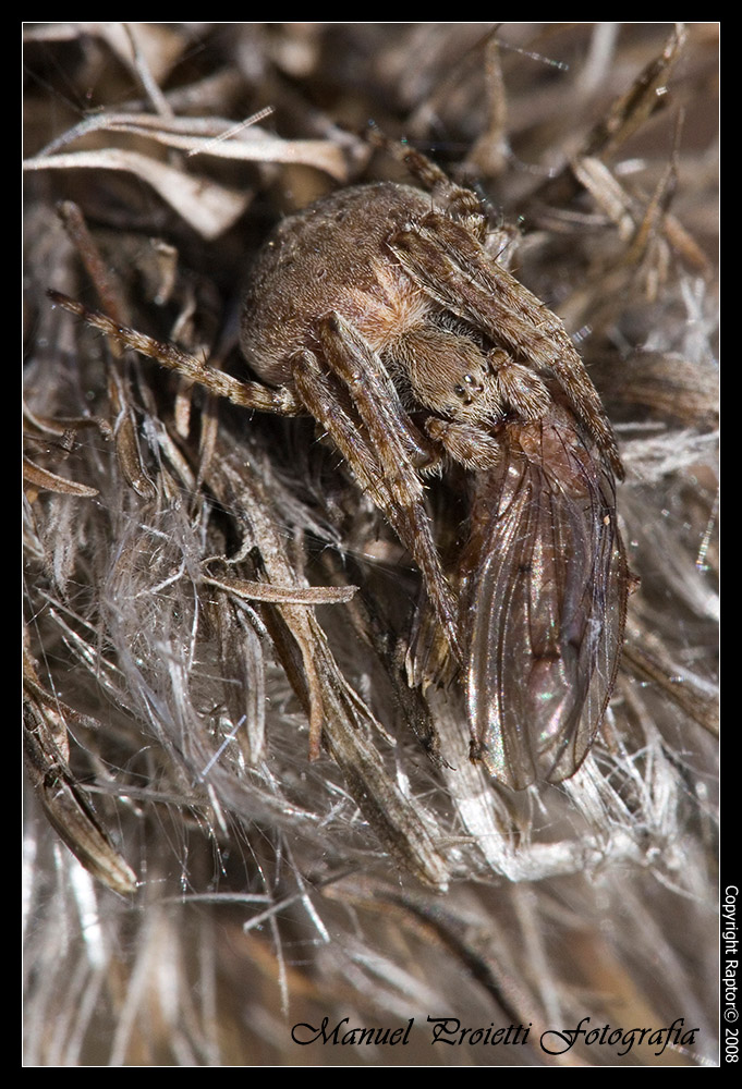 Agalenatea redii