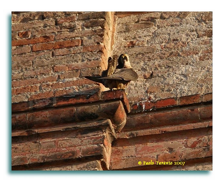 Avifauna humor