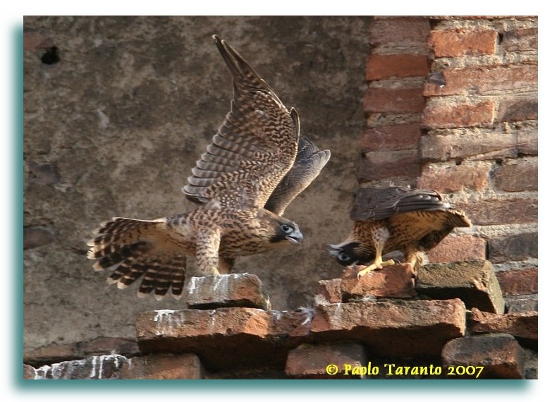 Avifauna humor