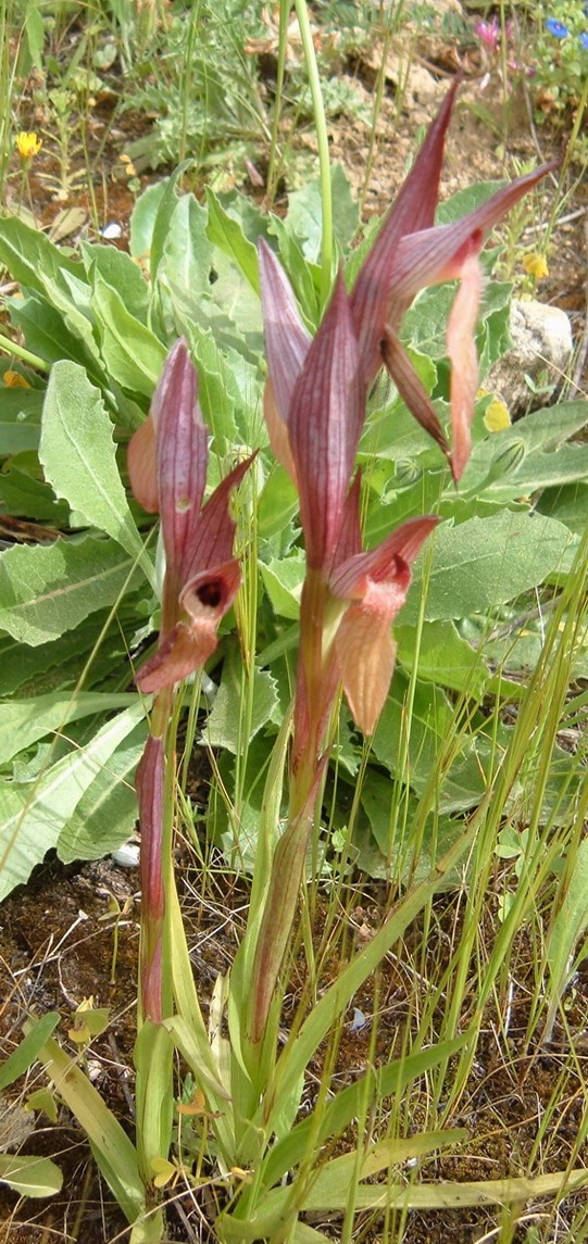 Ophrys oxyrrhynchos  e Serapias vomeracea