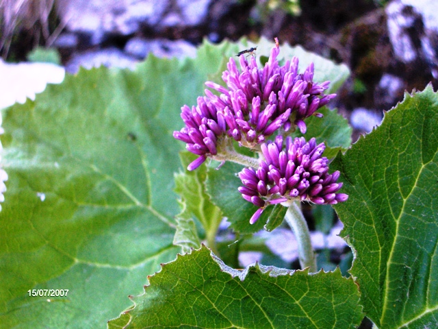 Adenostyles australis / Cavolaccio meridionale