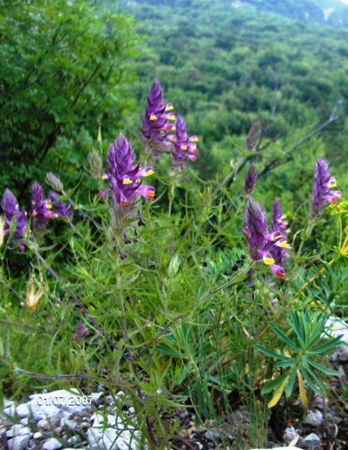 Monte Morrone (Abruzzo)