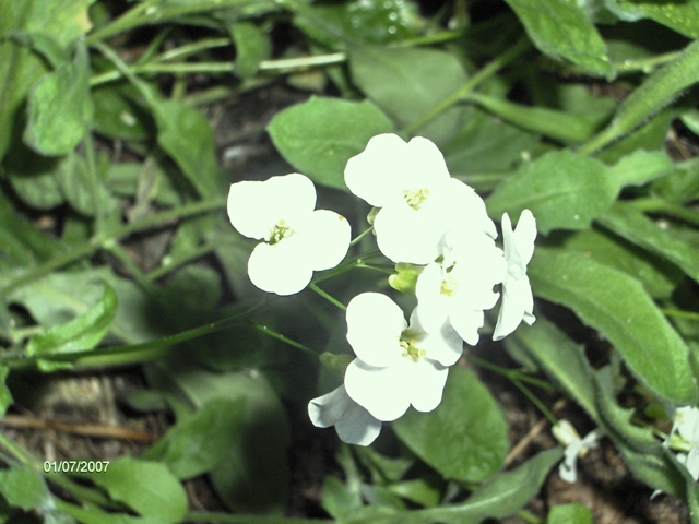 Ptilotricum cyclocarpum - Alisso rupestre