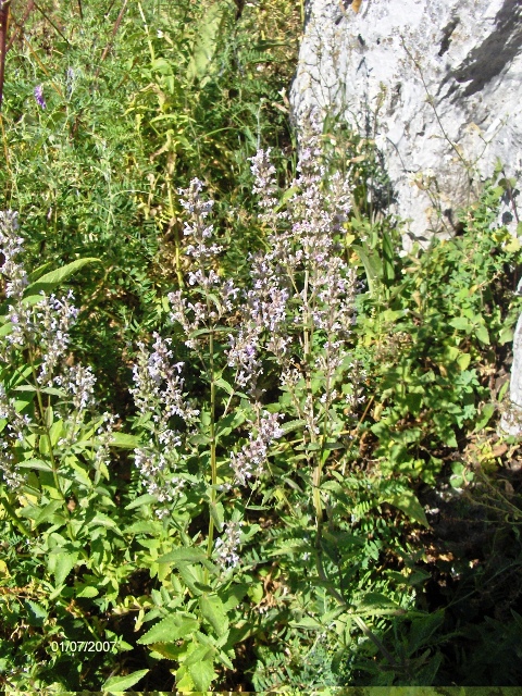 Chi mai sar? Nepeta nuda