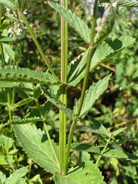 Chi mai sar? Nepeta nuda