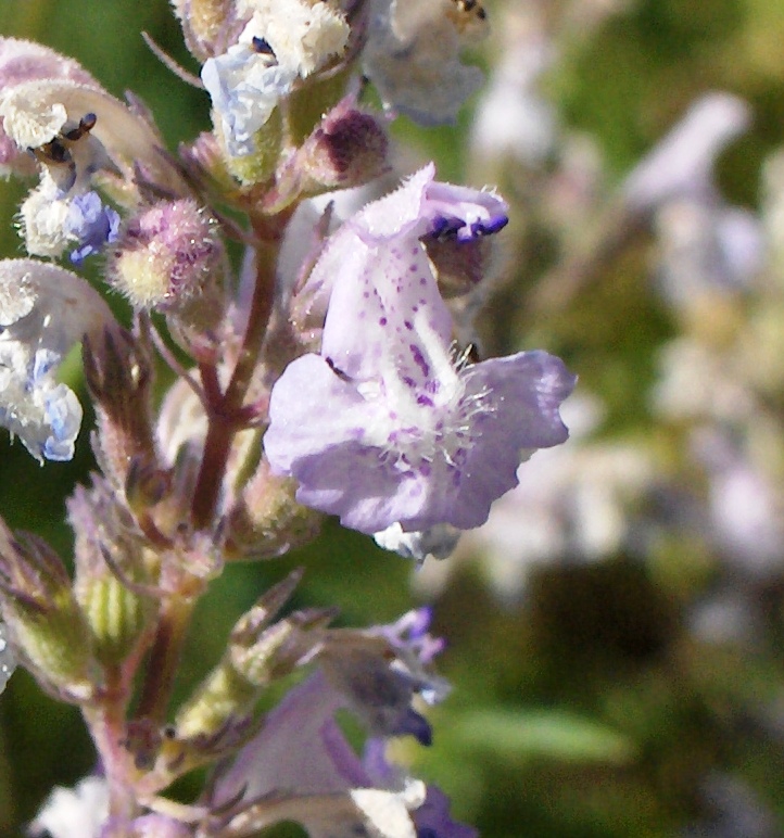 Chi mai sar? Nepeta nuda