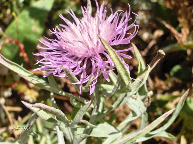 Monte Morrone (Abruzzo)