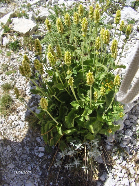 Betonica alopecuros (=Stachys alopecuros) / Betonica bianca
