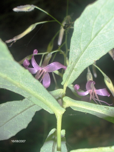 Prenanthes purpurea / Lattuga montana
