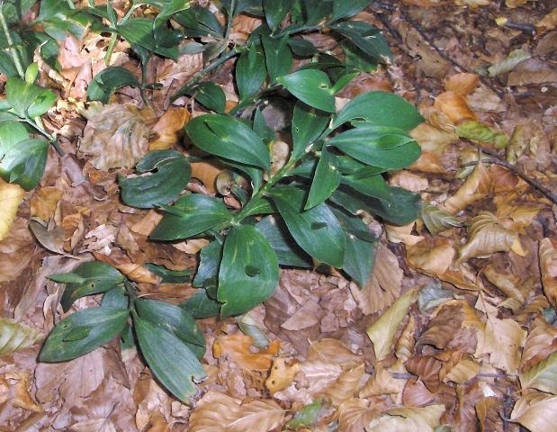 Ruscus hypoglossum / Ruscolo maggiore