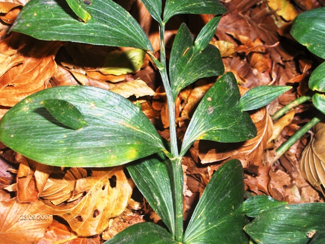 Ruscus hypoglossum / Ruscolo maggiore