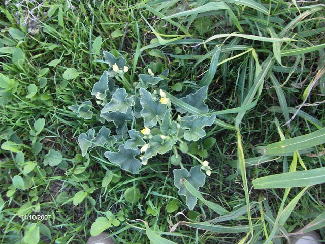 Ecballium elaterium - cocomero asinino
