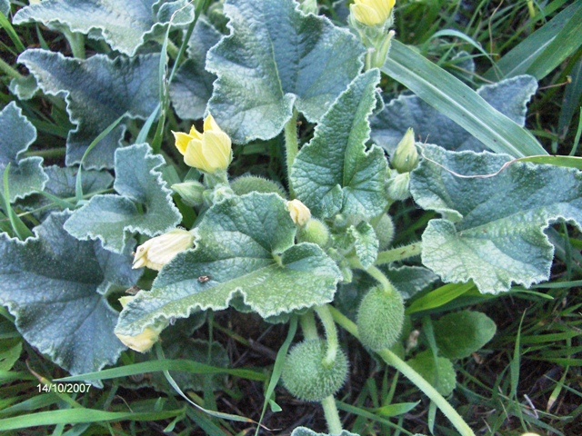 Ecballium elaterium - cocomero asinino