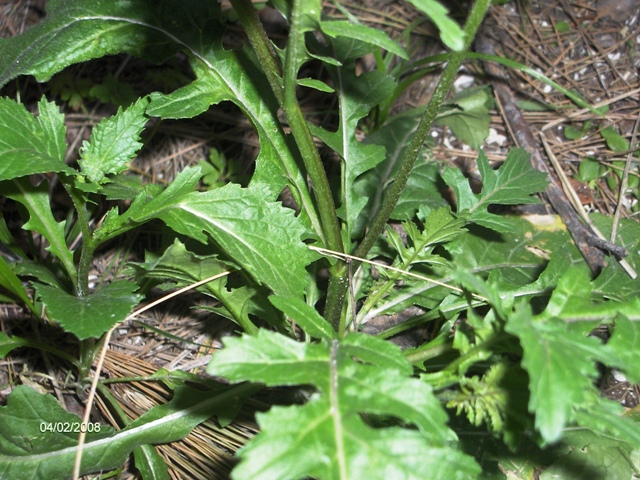 Brassicacea? Diplotaxis erucoides