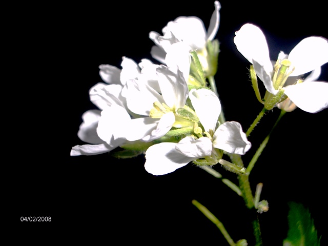 Brassicacea? Diplotaxis erucoides