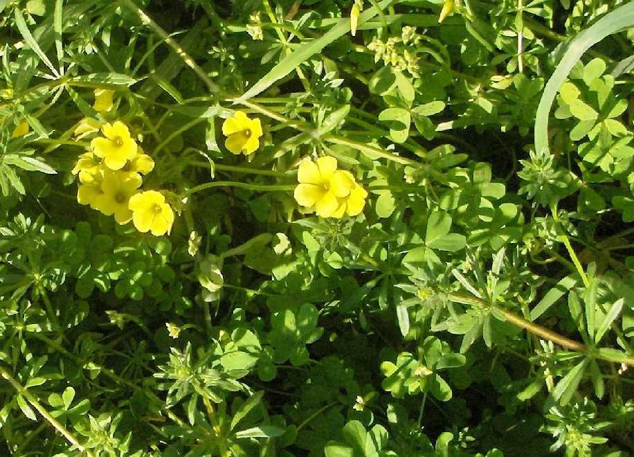 Oxalis pes-caprae / Acetosella gialla
