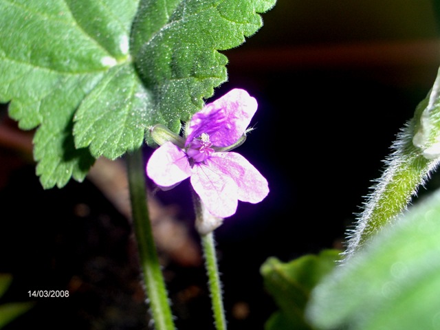 Erodium malacoides / Becco di gr malvaceo