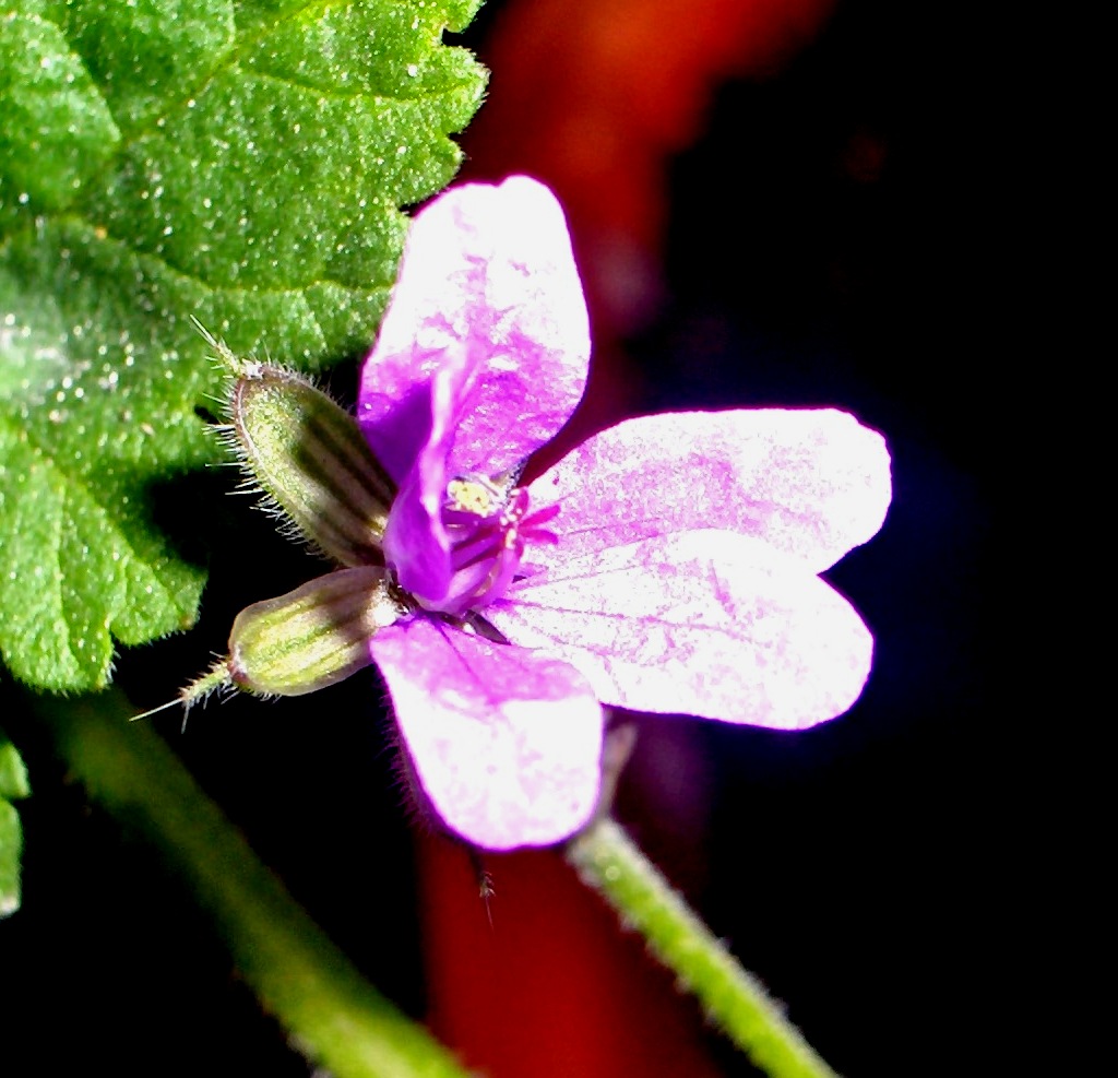 Erodium malacoides / Becco di gr malvaceo