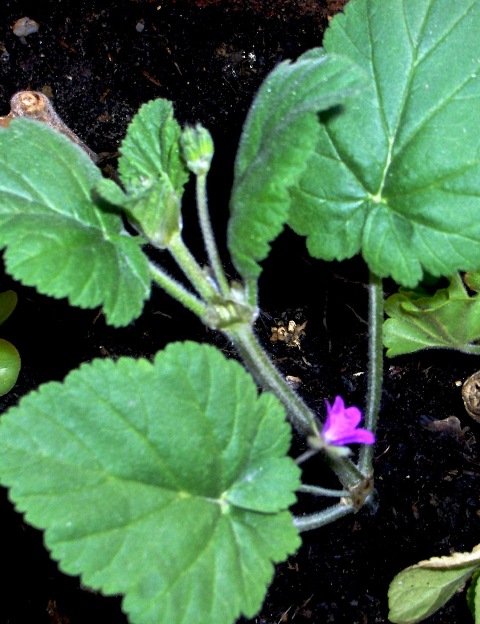 Erodium malacoides / Becco di gr malvaceo