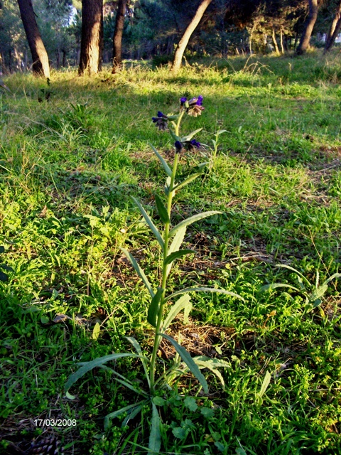 Anchusa officinalis
