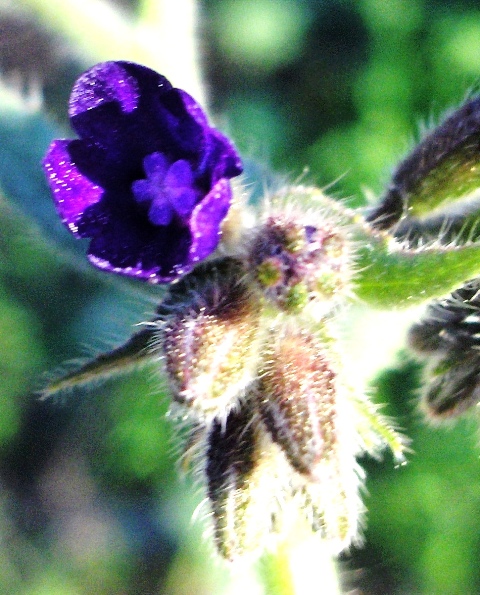 Anchusa officinalis