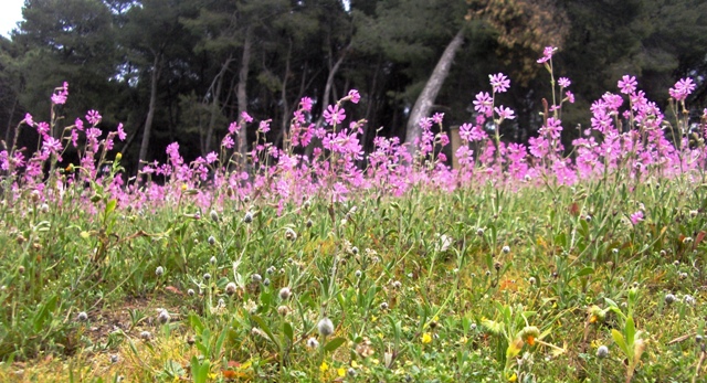 Silene colorata / Silene colorata