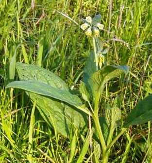 Symphytum bulbosum / Consolida minore