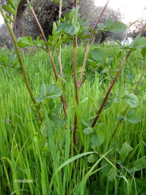 Eruca sativa / Rucola comune