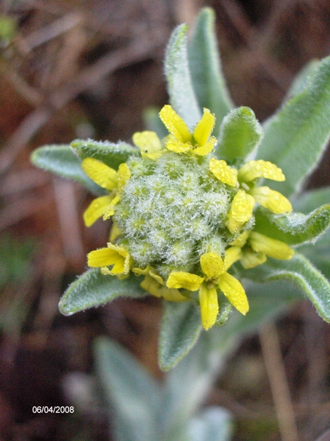 Fibigia clypeata / Fibigia comune