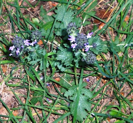 Echium plantagineum e Salvia verbenaca