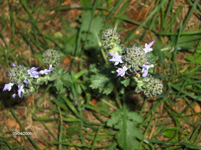 Echium plantagineum e Salvia verbenaca