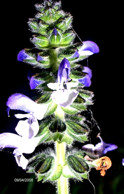 Echium plantagineum e Salvia verbenaca