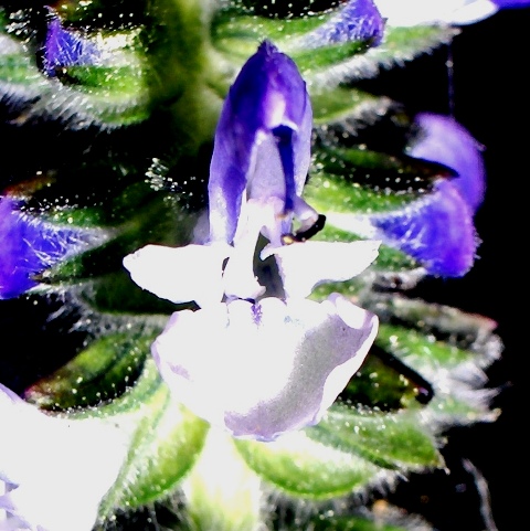 Echium plantagineum e Salvia verbenaca