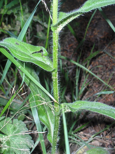 Echium plantagineum e Salvia verbenaca