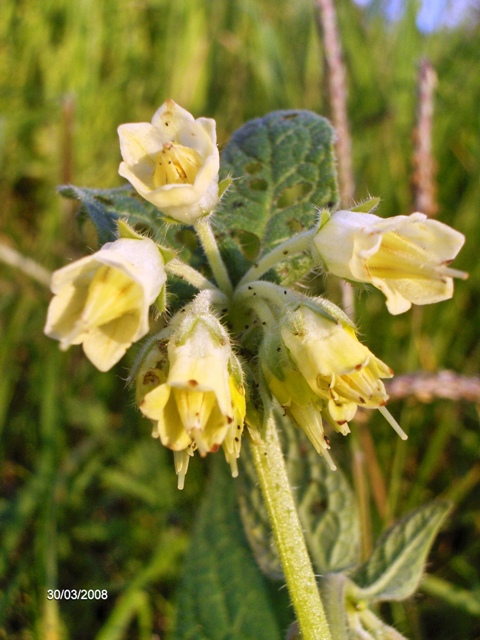 Symphytum bulbosum / Consolida minore